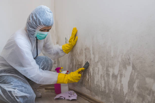 Mold Removal Process in East Islip, NY