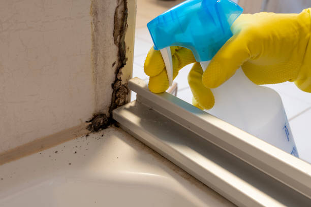 Best Residential Mold Removal  in East Islip, NY
