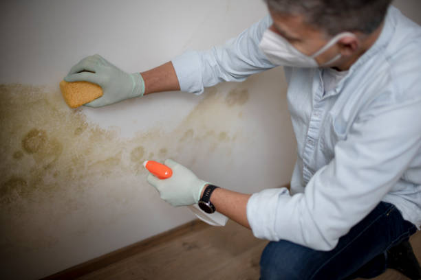 Best Mold Damage Repair  in East Islip, NY