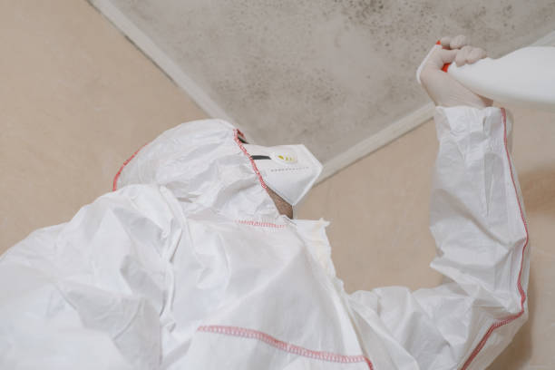 Mold Removal and Inspection in East Islip, NY