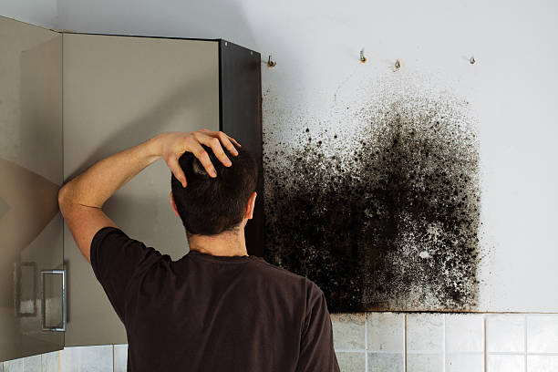 Best Attic Mold Removal  in East Islip, NY